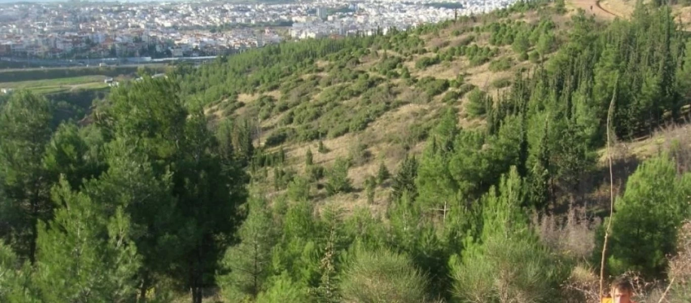 Σέιχ Σου: Ξορκίζουν το φλοιοφάγο έντομο με... αγιασμό